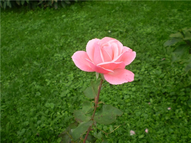 ružica